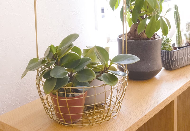 ワイヤーバスケット