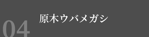 原木ウバメガシ