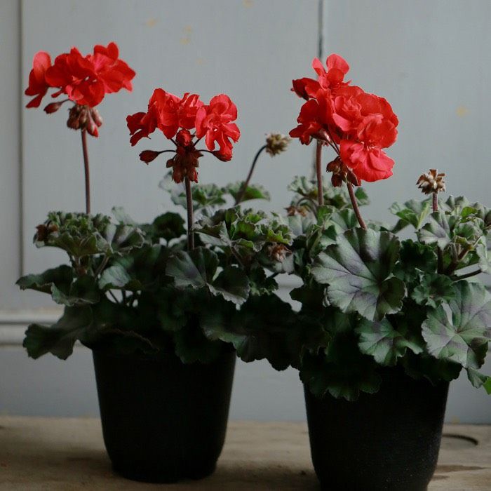 ゼラニウムの花の画像