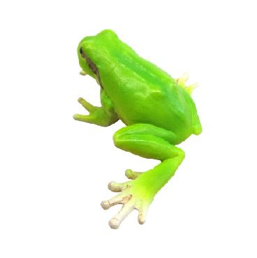 Miniatureplanet ニホンアマガエル 代引不可 ミニチュアプラネット エイこれット 株式会社エイコー運営 エイコレット