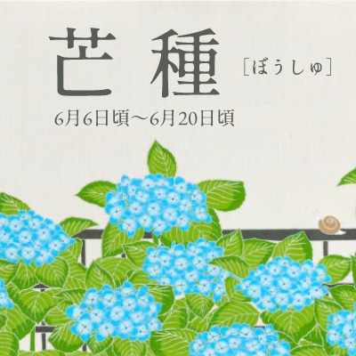 芒種