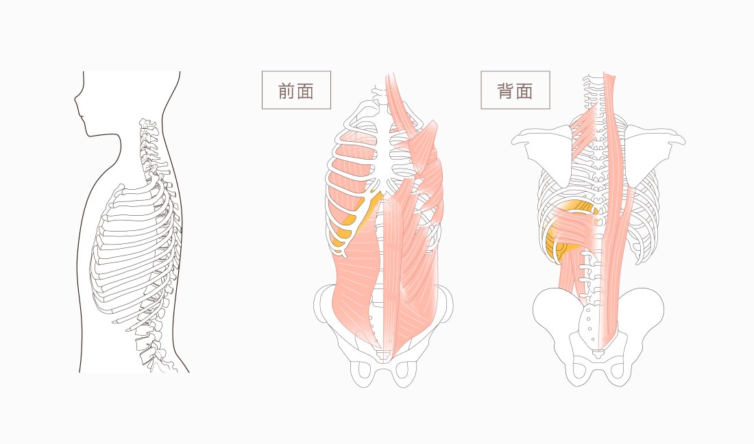 ピント肋骨巻きスカート