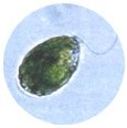 ユーグレナ（ミドリムシ）顕微鏡画像