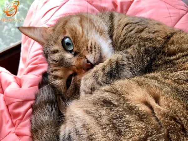 【オーラ蓄熱足湯気分キルト 裏フリースタイプ（半身浴サイズ）