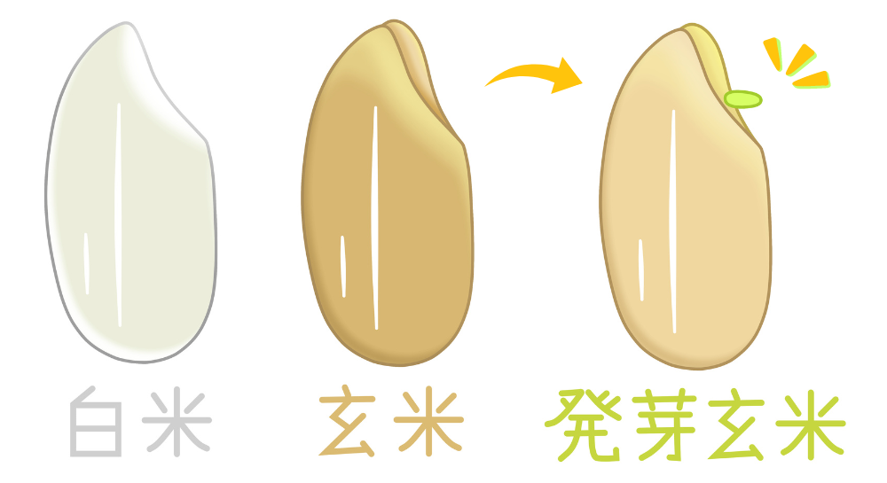 玄米・発芽玄米・白米について