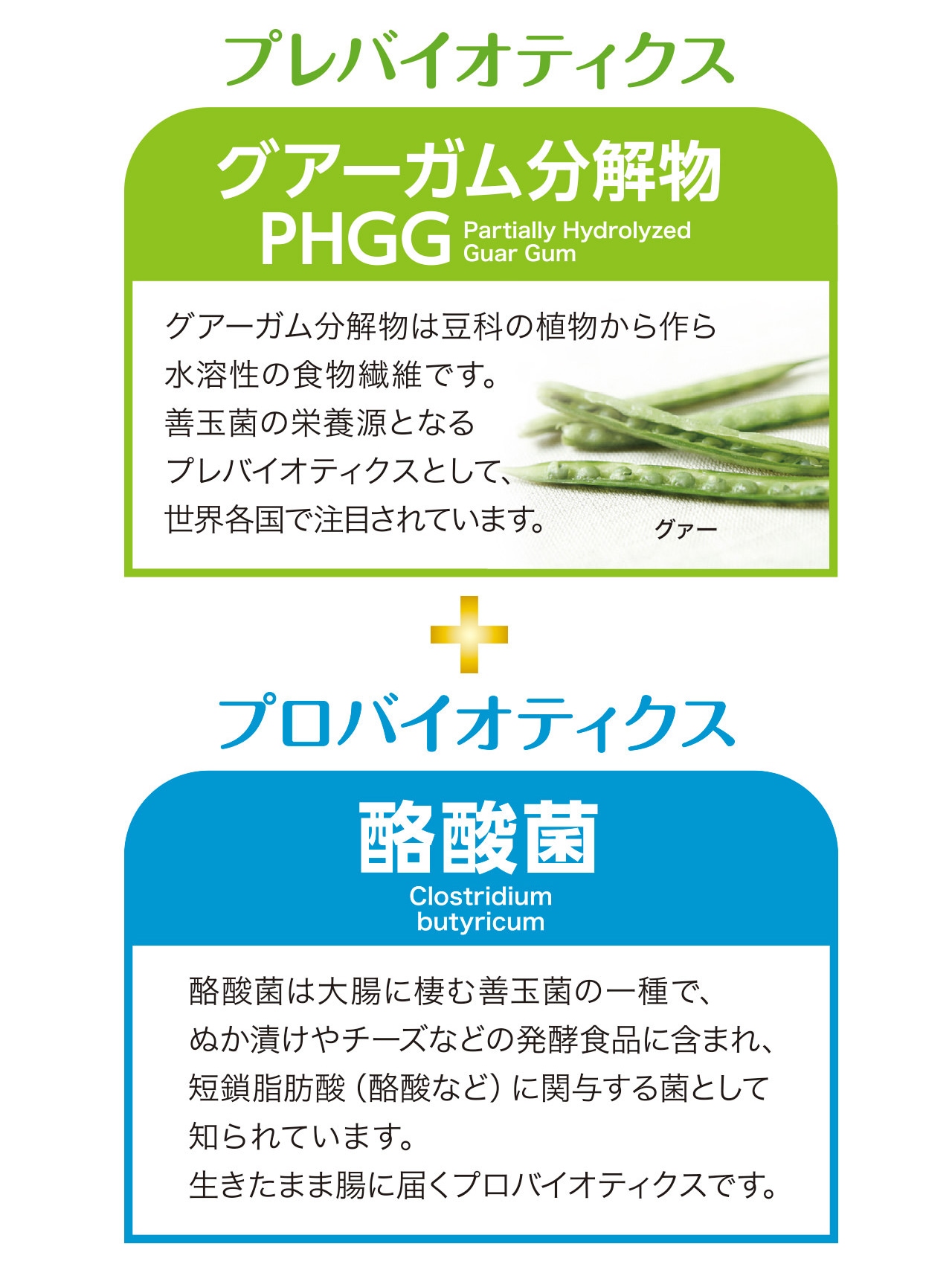 プレバイオティクス グアーガム分解物PHGG グアーガム分解物は豆科の植物から作られる水溶性の食物繊維です。善玉菌の栄養源となるプレバイオティクスとして、世界各国で注目されています。 プロバイオティクス 酪酸菌 酪酸菌は大腸に棲む善玉菌の一種で、ぬか漬けやチーズなどの発酵食品に含まれ、短鎖脂肪酸（酪酸など）に関与する菌として知られています。生きたまま腸に届くプロバイオティクスです。