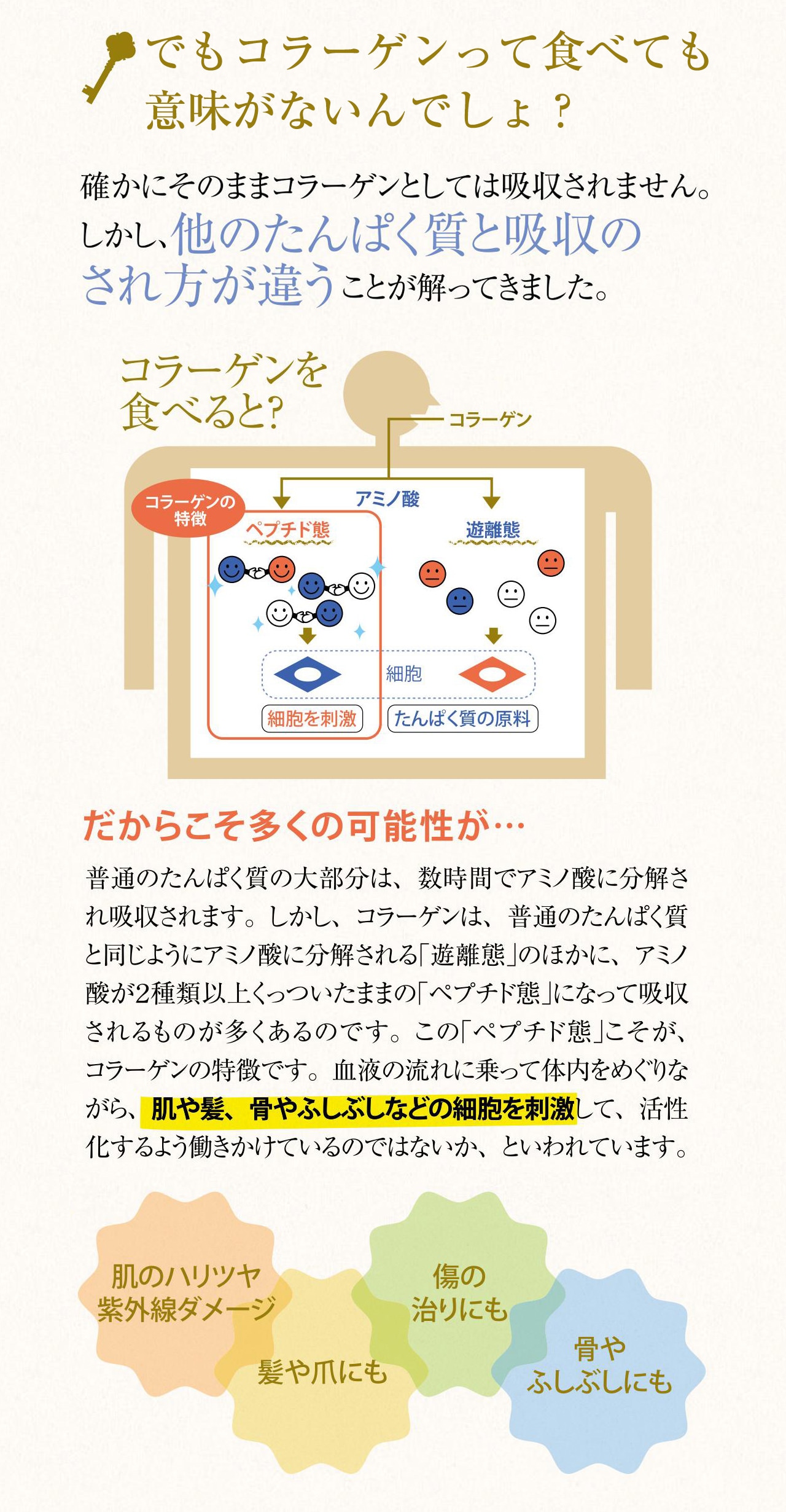 でもコラーゲンって食べても意味がないんでしょ？ 確かにそのままコラーゲンとしては吸収されません。しかし、他のたんぱく質と吸収のされ方が違うことが解ってきました。だからこそ多くの可能性が… 普通のたんぱく質の大部分は、数時間でアミノ酸に分解され吸収されます。しかし、コラーゲンは、普通のたんぱく質と同じようにアミノ酸に分解される「遊離態」のほかに、アミノ酸が2種類以上くっついたままの「ペプチド態」になって吸収されるものが多くあるのです。この「ペプチド態にそが、コラーゲンの特徴です。血液の流れに乗って体内をめぐりながら、肌や髪、骨やふしぶしなどの細胞を刺激して、活性化するよう働きかけているのではないか、といわれています。肌のハリツヤ紫外線ダメージ、髪や爪にも、傷の治りにも、骨やふしぶしにも