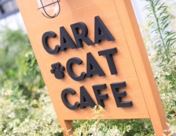 CaraCatCafe��