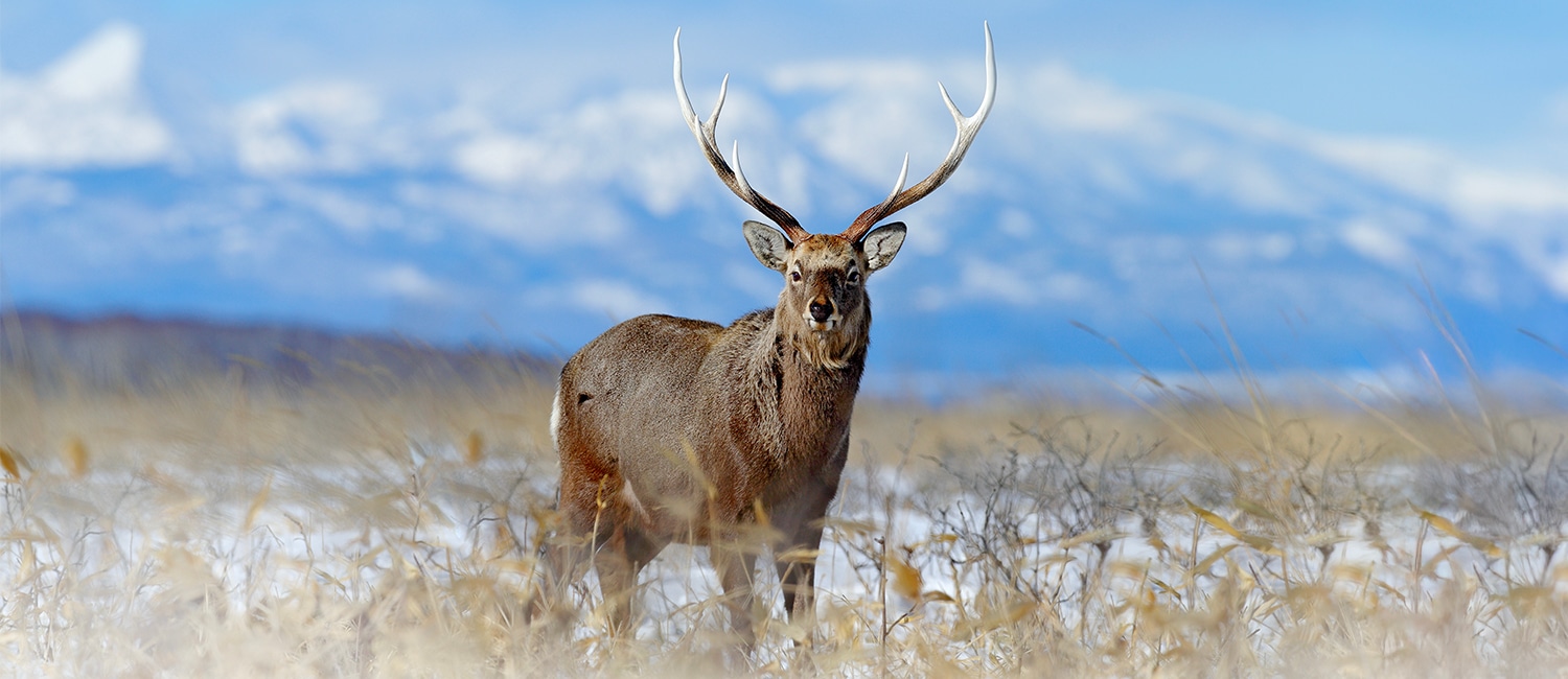 YEZODEER�����󥻥ץ�1