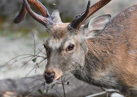 YEZODEER�����󥻥ץ�1