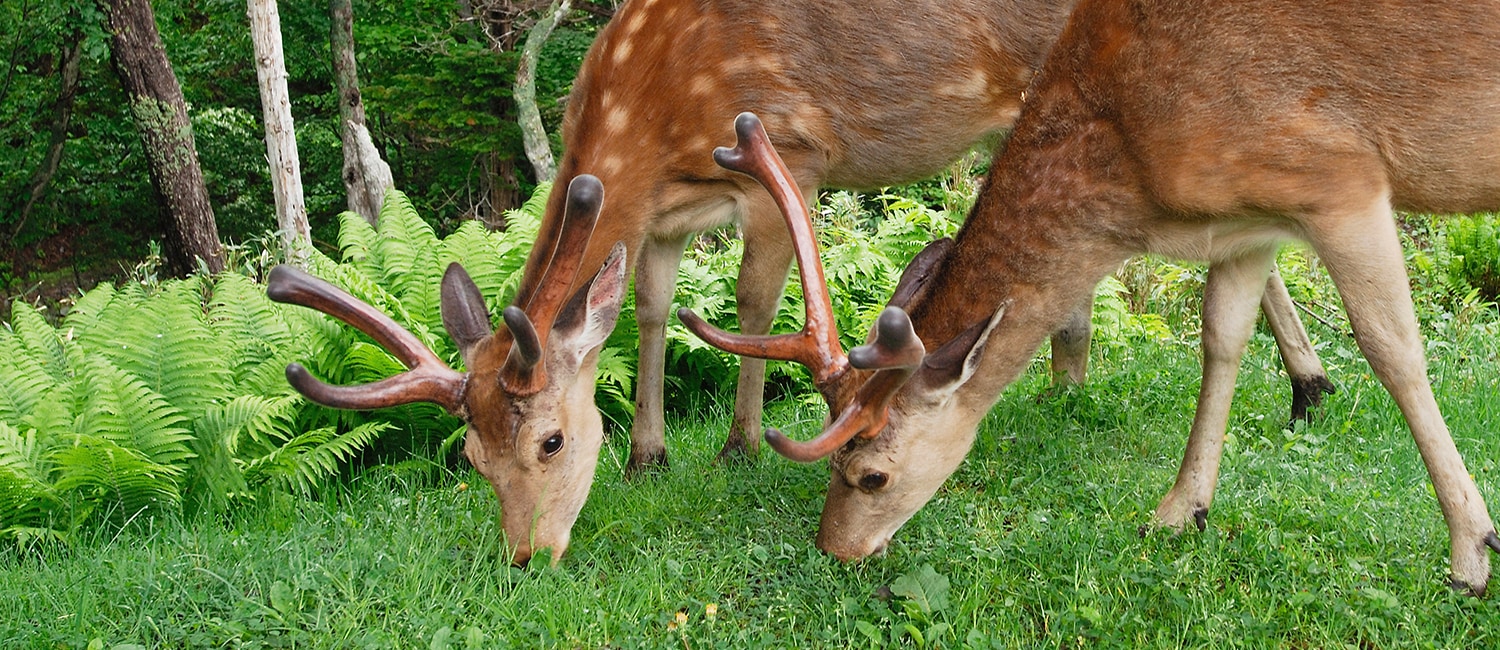 YEZODEER�����󥻥ץ�2