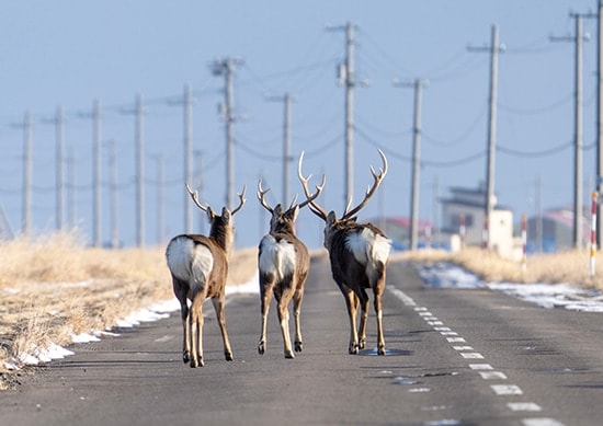 YEZODEER�����󥻥ץ�2