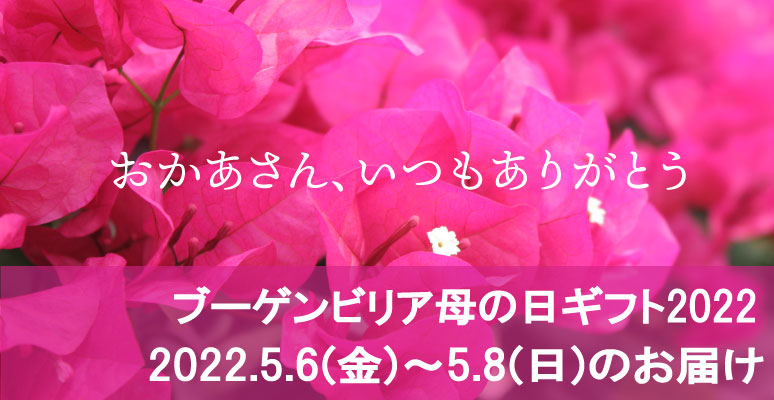 ブーゲンビリア専門の生産販売 石井園芸