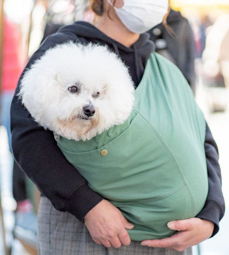 ビションフリーゼにおすすめのドッグスリング(犬用抱っこ紐)【日本で