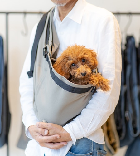 トイプードル 子犬 抱っこ紐