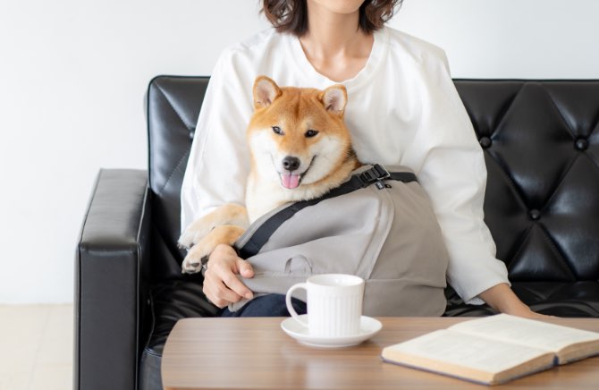 史上初！中型犬・体重の重い子・老犬のための犬用抱っこ紐(ドッグス 