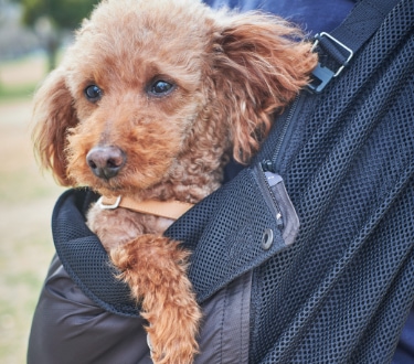15-20kg対応の犬用抱っこ紐(中型犬)夏限定アベルトメッシュ｜日本で