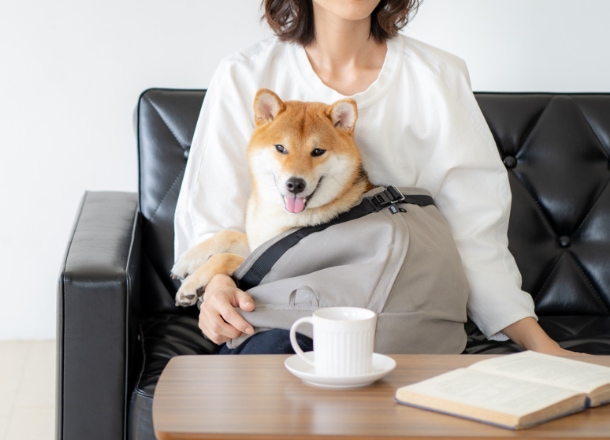 4-15kg対応の犬用抱っこ紐(小型犬・中型犬)調整付きグレージュ｜日本で