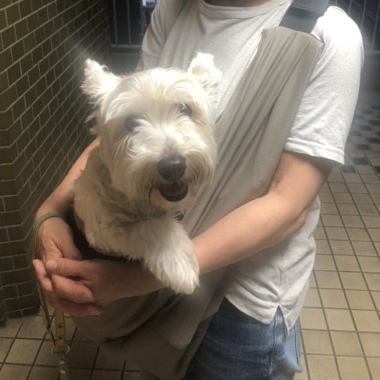 4-15kg対応の犬用抱っこ紐(小型犬・中型犬)ファーシル・コヨーテ｜日本 
