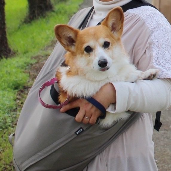 4-15kg対応の犬用抱っこ紐(小型犬・中型犬)調整付きグレージュ｜日本で