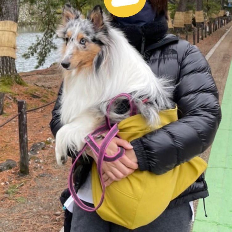 1-15kg対応の犬用抱っこ紐(小型犬・中型犬)サルファーイエロー｜日本で