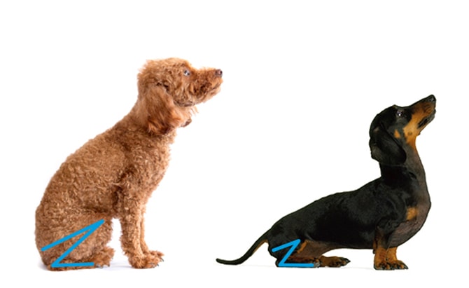 1-15kg対応の犬用抱っこ紐(小型犬・中型犬)アンバーグレーデニム｜日本 