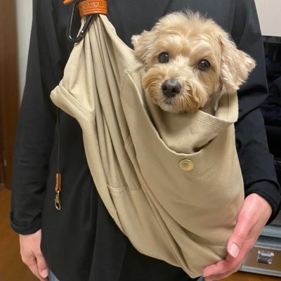 1-15kg対応の犬用抱っこ紐(小型犬・中型犬)サンドベージュ｜日本で唯一