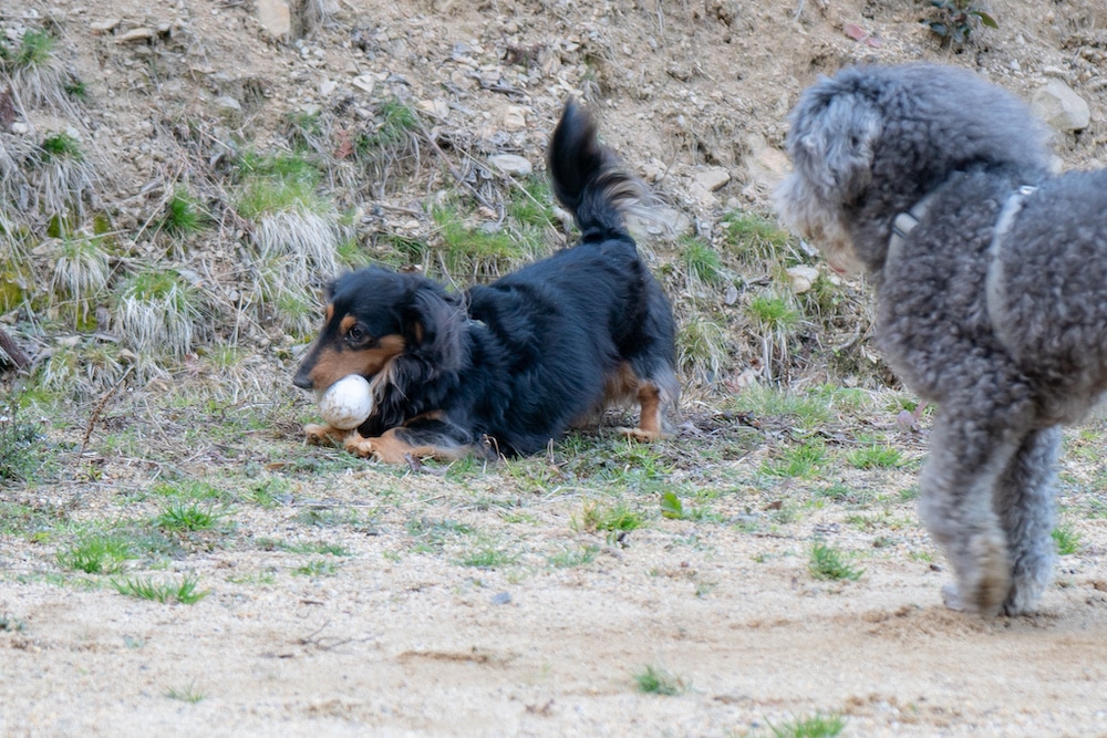 保護犬マロはボールが大好き