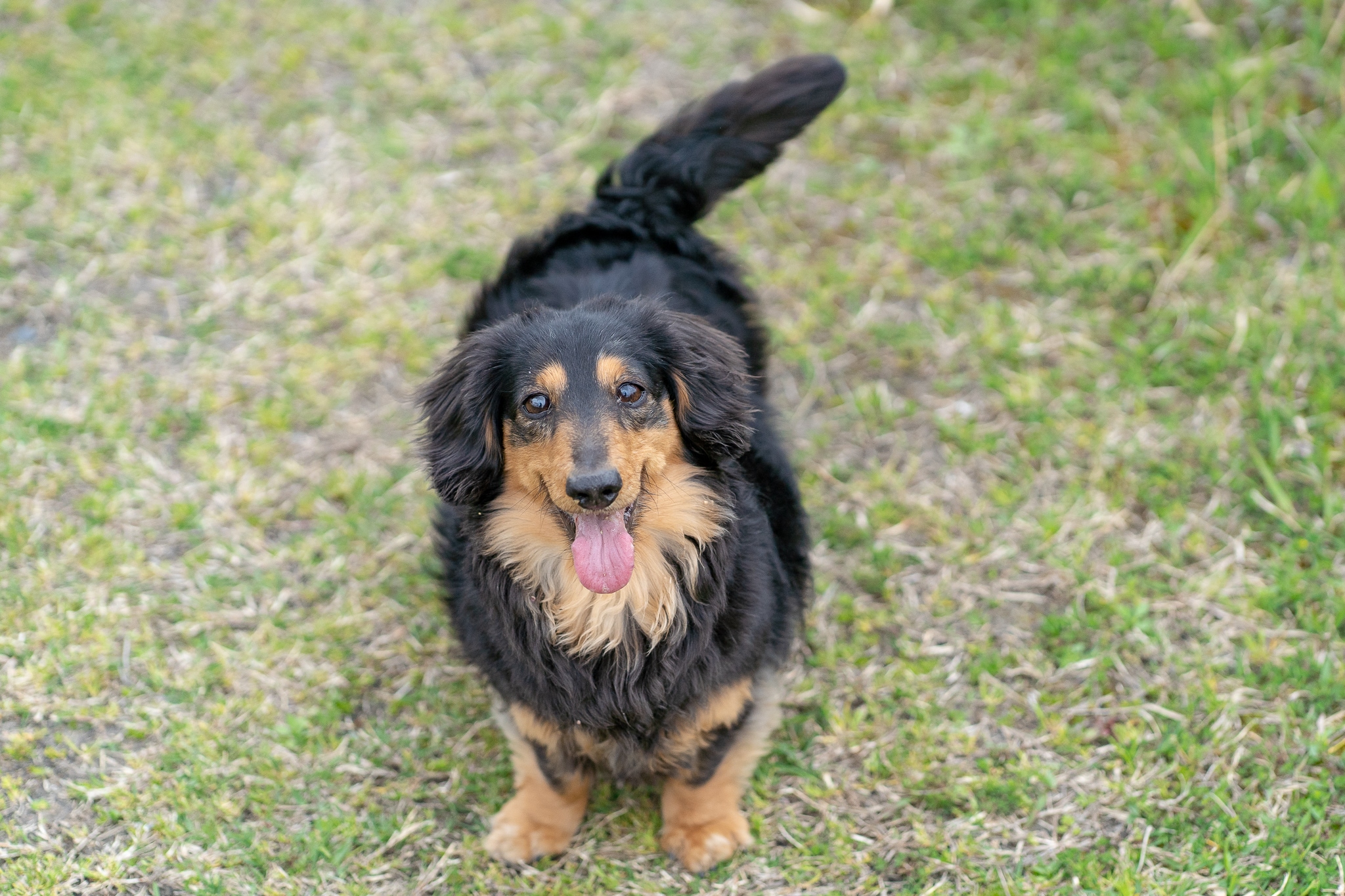 保護犬マロに家族が見つかりました