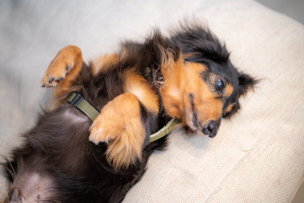 保護犬マロがお腹を見せる