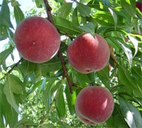 芦沢さんの桃の樹