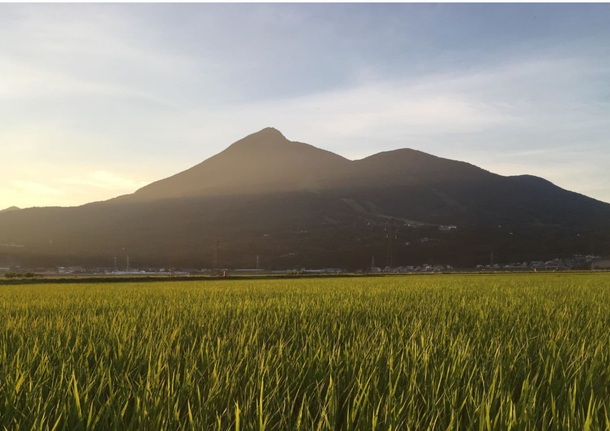 田んぼ