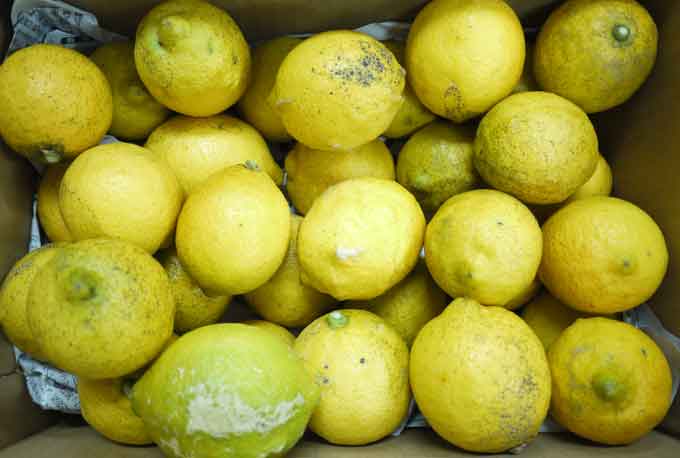 国産無農薬レモンのお得な定期購入です(5㎏)
