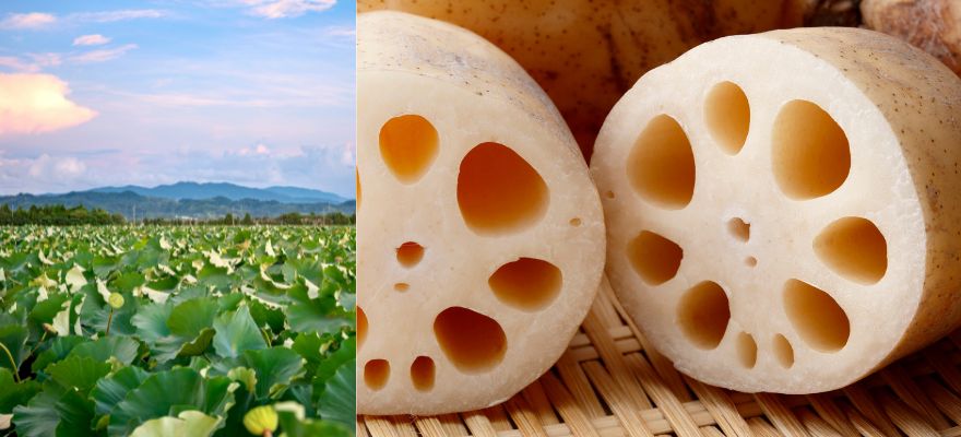 愛西市のれんこん使用