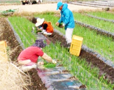 塩たまちゃん、苗を植えます