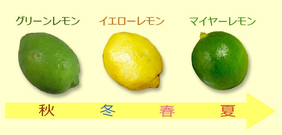 国産グリーンレモン小玉　1.1kg