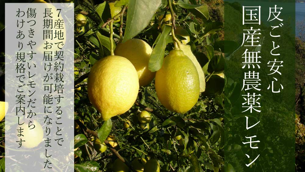 国産の無農薬レモン 年間を通してお届けします 国産の無農薬レモン 年間を通してお届けします