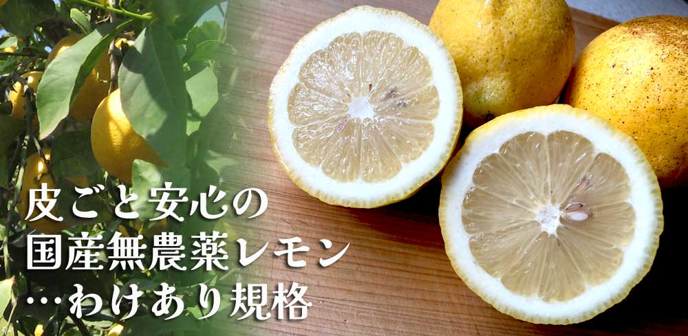 国産の有機栽培同等・無農薬レモンを出来る限り年間を通してお届けします