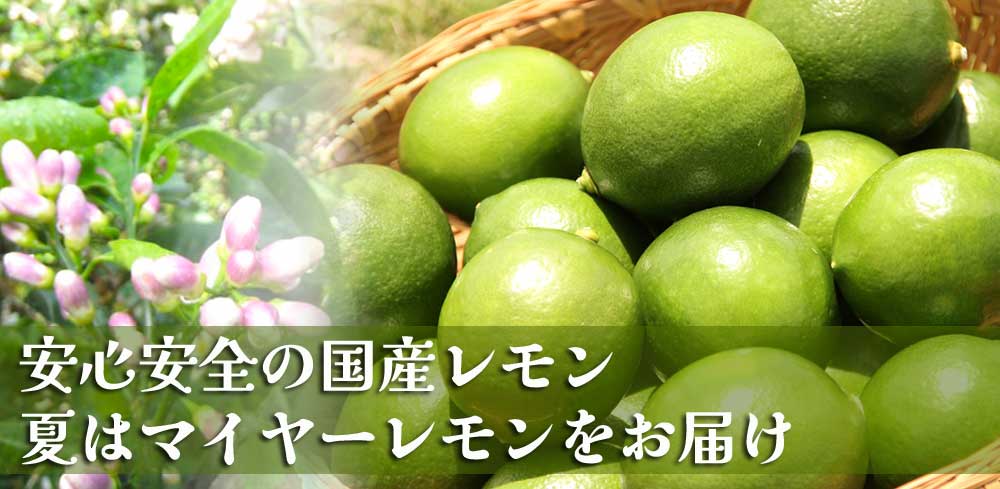 皮まで安心・希少な国産の有機栽培同等・無農薬レモンを、お買得