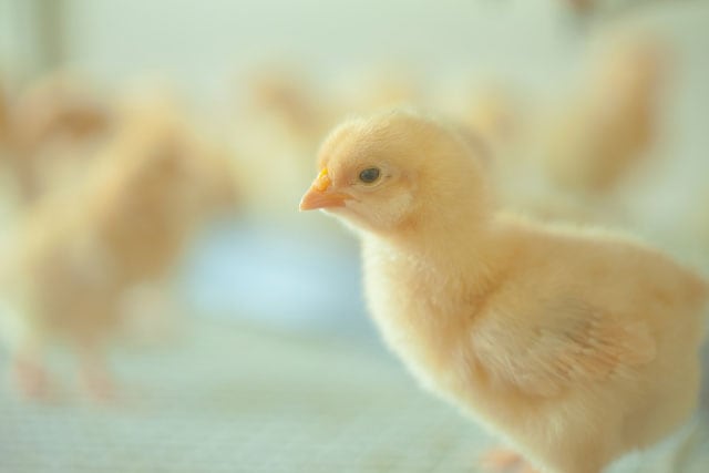 健康第一 無投薬飼育の鶏肉をご紹介します