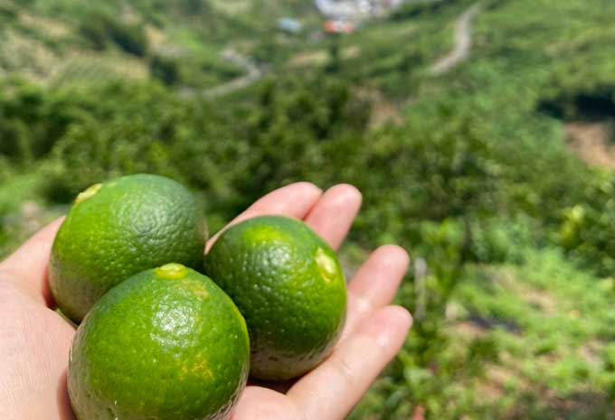 樹からもいだプチグリーン