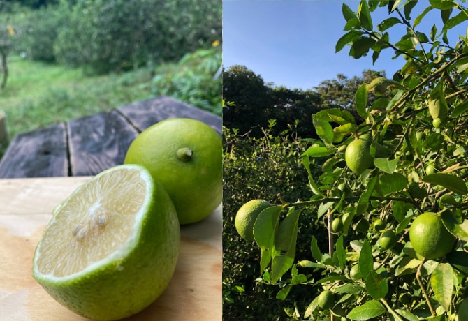 沖縄県石垣島無農薬マイヤーレモン