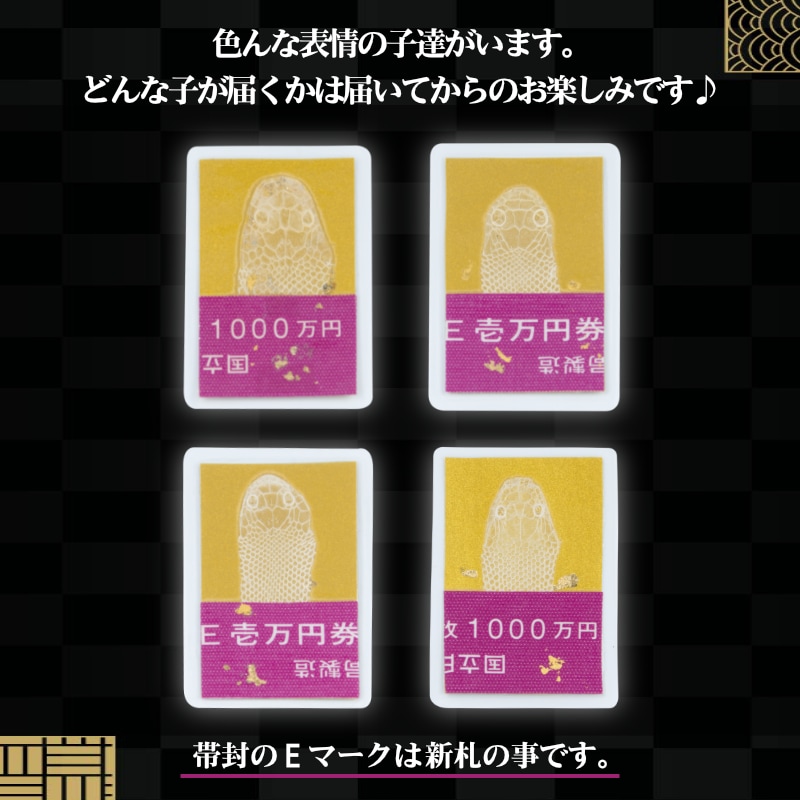 白蛇 頭 抜け殻 頭部 1000万円帯封 白蛇頭 純金箔 白ヘビ 開運 御守り 