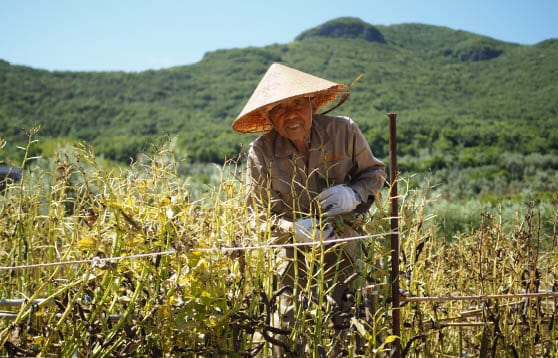 小豆島の各地のそら豆栽培風景