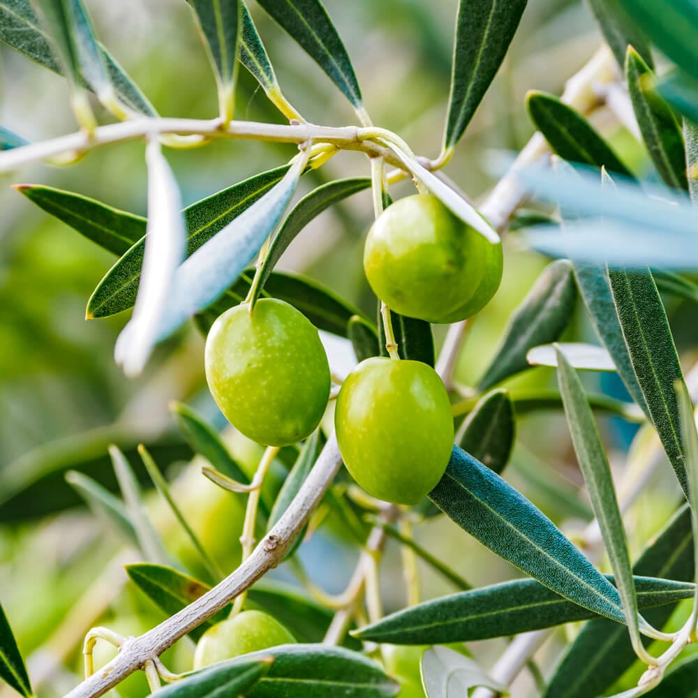 アルベキーナ種（ARBEQUINA）とは