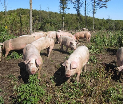 放牧豚について ファーマーズファクトリー株式会社