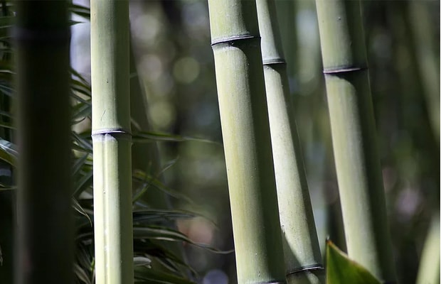 【竹】素材としての可能性