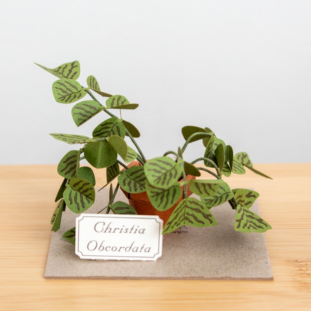 ペーパークラフト キット コウモリソウ ミニチュア 紙製 植物 紙風景 紙の風景 Christia Obcordata Jeantopia ジントピア