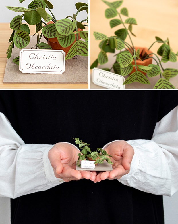 ペーパークラフト キット コウモリソウ ミニチュア 紙製 植物 紙風景 紙の風景 Christia Obcordata Jeantopia ジントピア