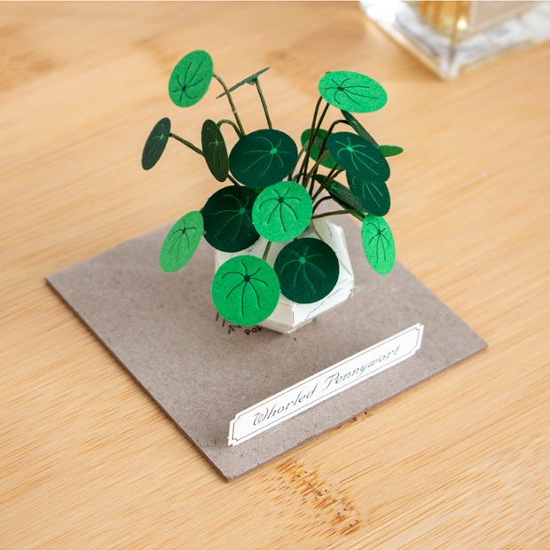 ペーパークラフト キット ウチワゼニクサ ミニチュア 紙製 植物 紙風景 紙の風景 Whorled Pennywort Jeantopia ジントピア